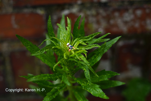 Karen H.-P. Kleine Welten 00002