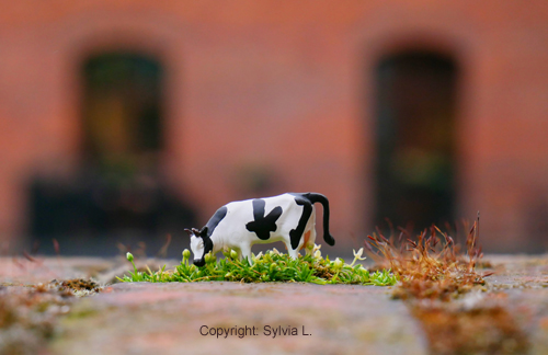 Sylvia L.00001